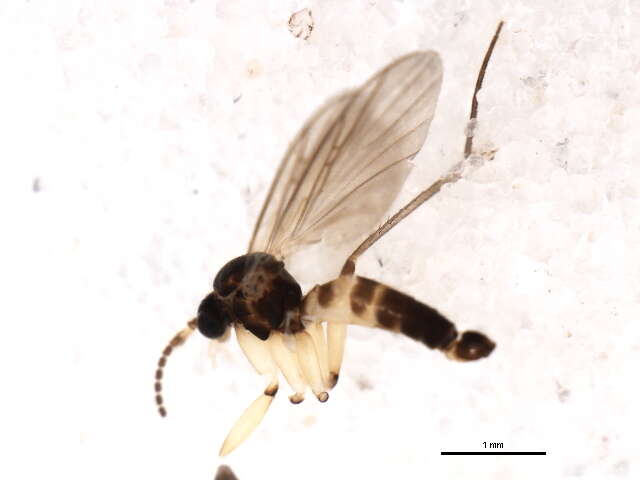 Image of Ectrepesthoneura