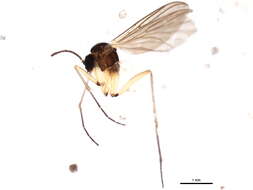 Image of Boletina dissipata Plassmann 1987