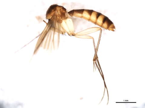Image of Exechia