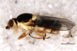 Image of <i>Epichlorops scaber</i>