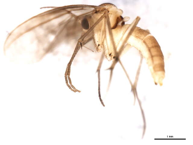 Image of Diadocidiidae