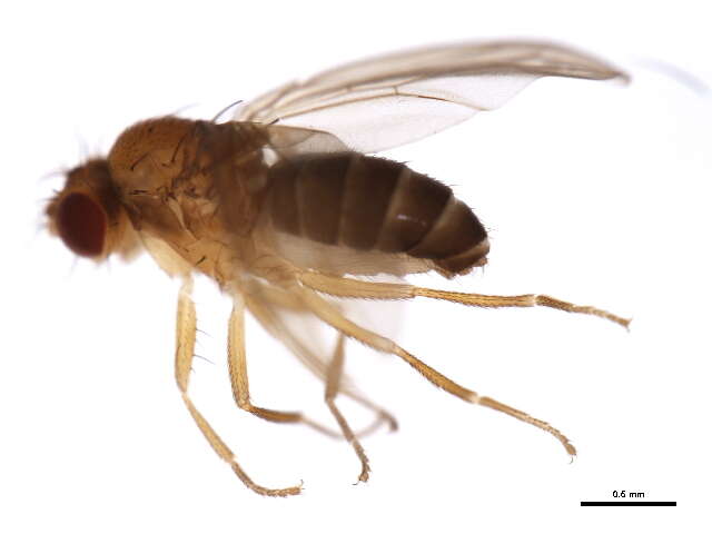 Microdrosophila congesta (Zetterstedt 1847) resmi