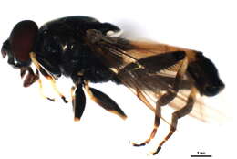 Image of Xylota segnis (Linnaeus 1758)