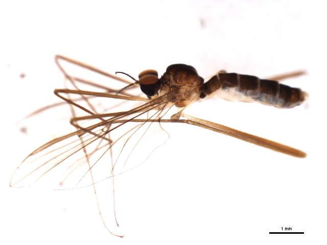 Image of net-winged midges