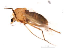 Image of Halocladius variabilis (Staeger 1839)