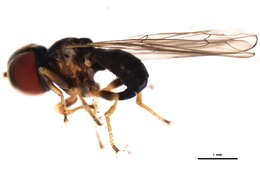 Image of <i>Cephalosphaera appendiculatus</i>