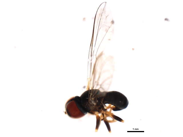 Image of <i>Cephalosphaera appendiculatus</i>