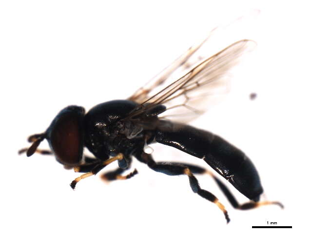 Image of Trichopsomyia apisaon Walker 1849