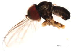 Image of Cephalops hardyi De Meyer 1990