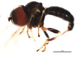 Image of Pipunculus viduus Cresson 1911