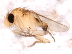 Image of Ant-decapitating Flies
