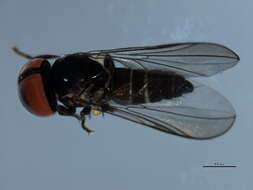 Imagem de Chalarus decorus Jervis 1992