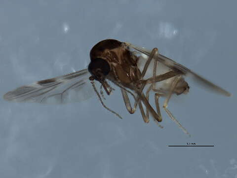 Image of Culicoides obsoletus