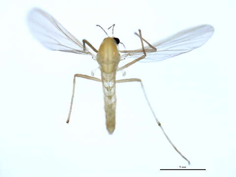 Image of Bryophaenocladius ictericus (Meigen 1830)