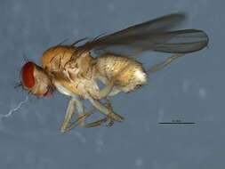 Microdrosophila congesta (Zetterstedt 1847) resmi