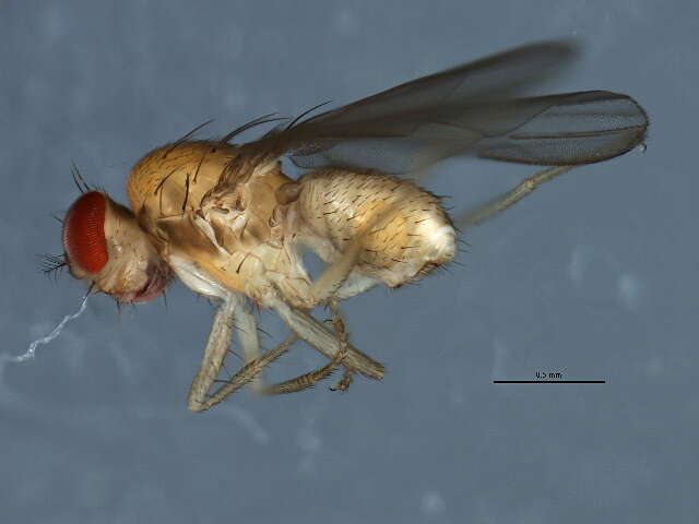 Microdrosophila congesta (Zetterstedt 1847) resmi