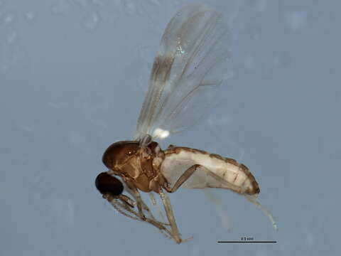 Image of Culicoides obsoletus