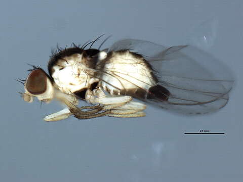 Image of Phytoliriomyza pulchella Spencer 1986