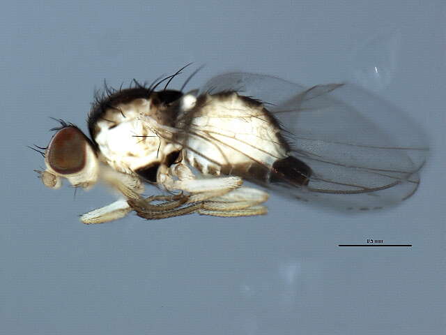 Phytoliriomyza pulchella Spencer 1986 resmi