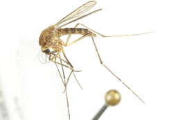 Image de Aedes cantator (Coquillett 1903)