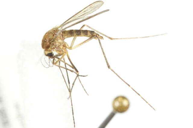 Image de Aedes cantator (Coquillett 1903)