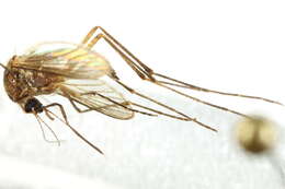 Image de Aedes cantator (Coquillett 1903)