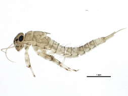 Image of Baetinae