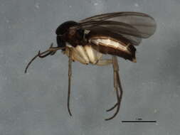 Image of Docosia gilvipes (Walker 1856)