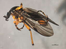 Image of Bibio xanthopus Wiedemann 1828