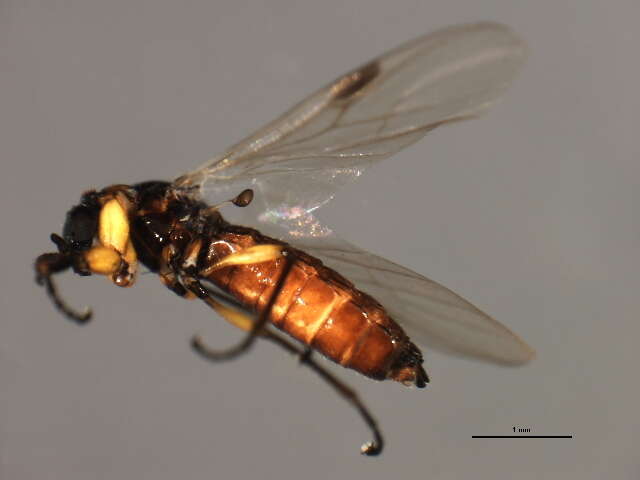 Image of march flies