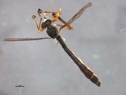 Image of Leptogaster flavipes Loew 1862