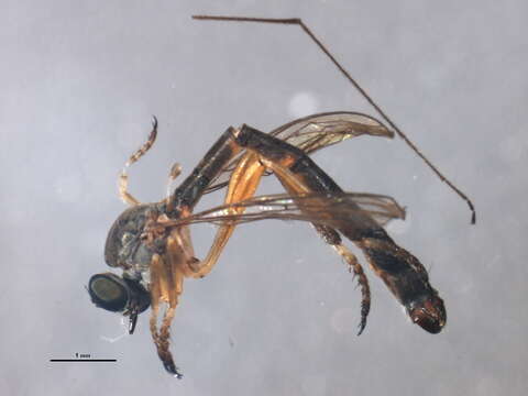 Image of Leptogaster flavipes Loew 1862