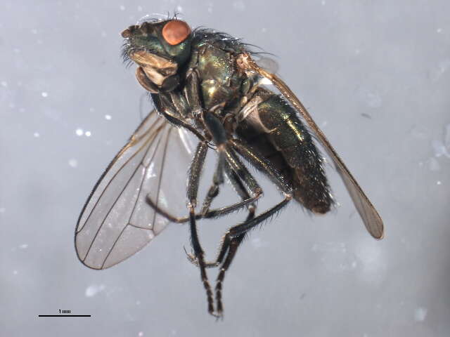 Image of Alkali Fly