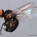Image of Hexomyza schineri Giraud 1861