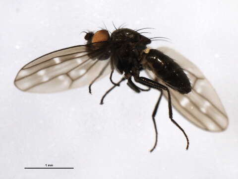 Image of Shore fly