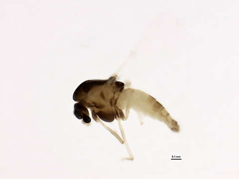 Image of Thienemanniella lobapodema Hestenes & Saether 2000