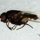 Image of Small dung fly