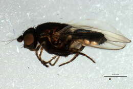 Image of Small dung fly