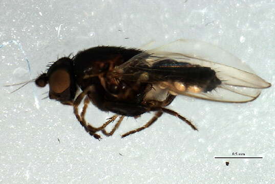 Image of Small dung fly