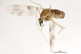 Image of Thienemannimyia