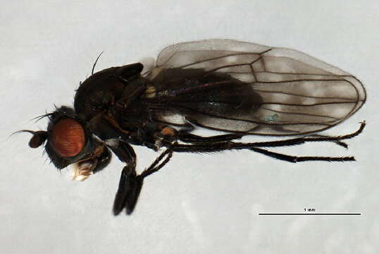 Image of Shore fly