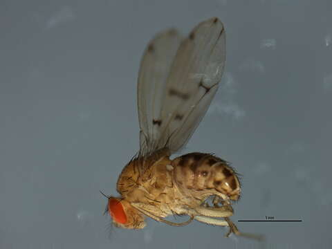 Image of Drosophila quinaria Loew 1866