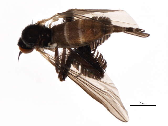 Image of Rhamphomyia valga Coquillett 1895