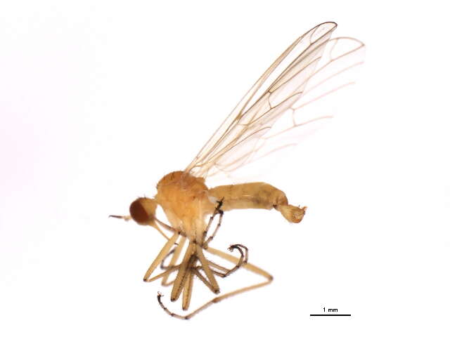 Image of Empis pallida Loew 1861