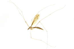 Image of Tipula (Yamatotipula) furca Walker 1848