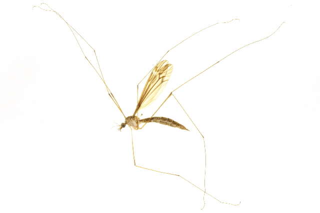 Image of Tipula (Yamatotipula) furca Walker 1848