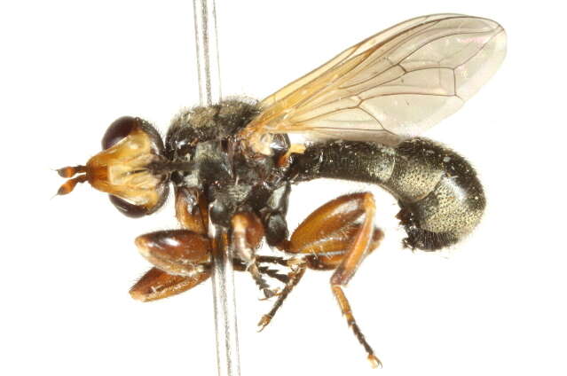 Image de Thecophora modesta (Williston 1883)