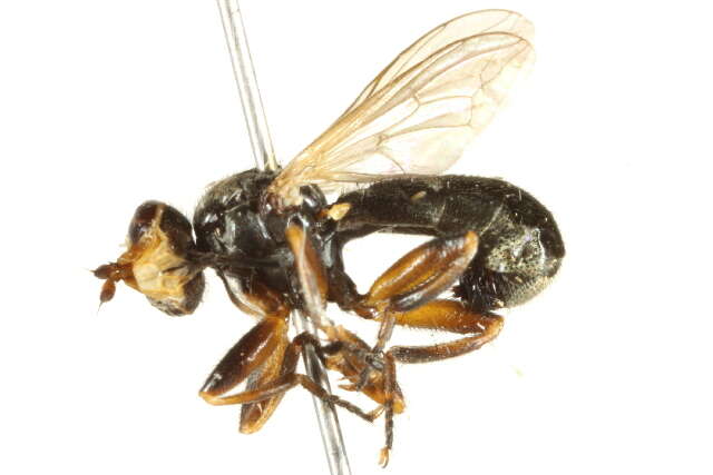 Image de Thecophora modesta (Williston 1883)