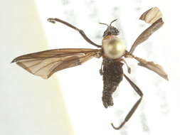 Image of march flies