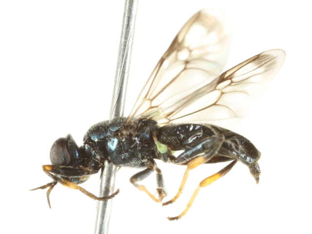 Слика од <i>Myxosargus nigricormis</i>